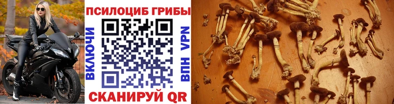МЕГА как войти Пыталово Псилоцибиновые грибы Cubensis